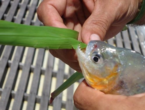 Co, nebo kdo je JUMARORO? Přináší štěstí nebo zlo?