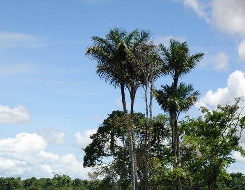 Co, nebo kdo je JUMARORO? Přináší štěstí nebo zlo?