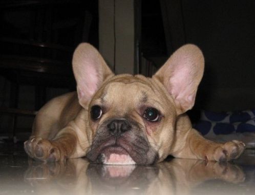 Shaggy creature No. 2 - Hugo.