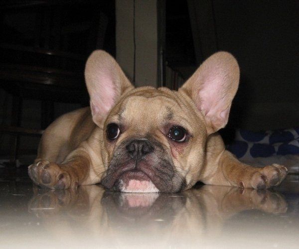 Shaggy creature No. 2 - Hugo.