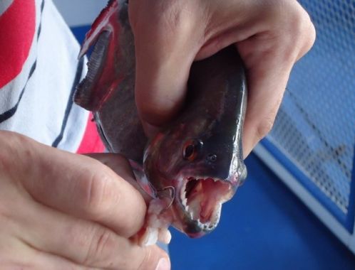 WHO or WHAT is JUMARORO?