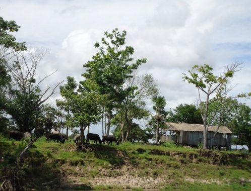 WHO or WHAT is JUMARORO?