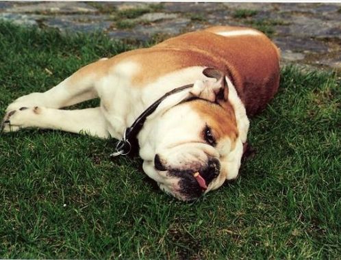 Zástupce výše nespecifikované kategorie Chlupatec č. 1 Max