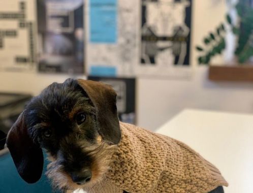 Zástupce výše nespecifikované kategorie Chlupatec č. 3 Toníček