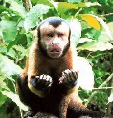 Fotogalerie - amazonská inspirace pro Jumaroro