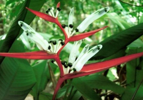 Fotogalerie - amazonská inspirace pro Jumaroro