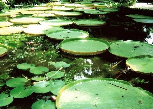 Fotogalerie - amazonská inspirace pro Jumaroro