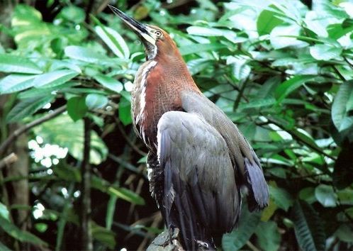 Fotogalerie - amazonská inspirace pro Jumaroro