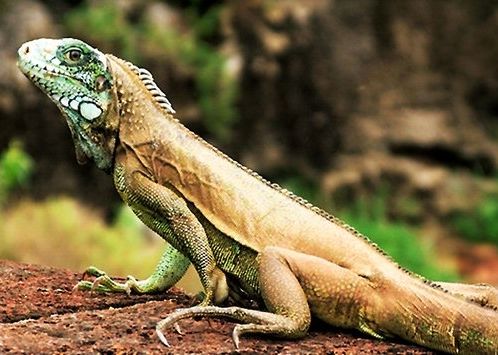 Fotogalerie - amazonská inspirace pro Jumaroro