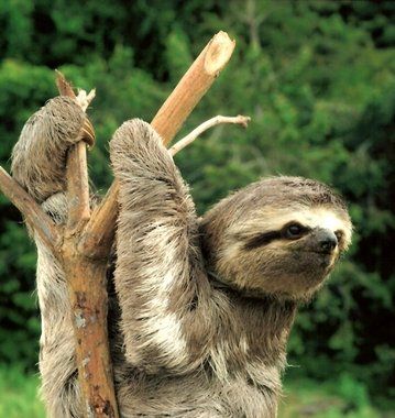 Fotogalerie - amazonská inspirace pro Jumaroro