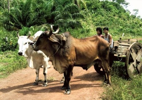 Fotogalerie - amazonská inspirace pro Jumaroro