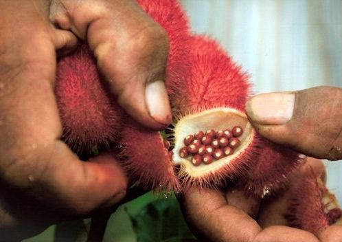 Fotogalerie - amazonská inspirace pro Jumaroro