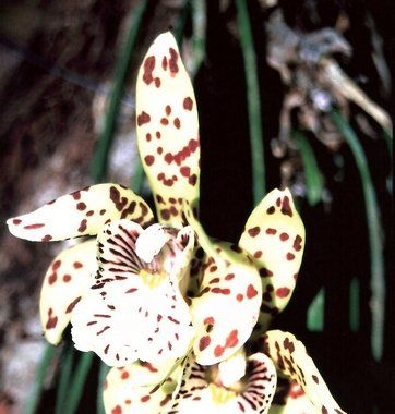 Fotogalerie - amazonská inspirace pro Jumaroro