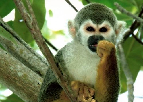 Fotogalerie - amazonská inspirace pro Jumaroro