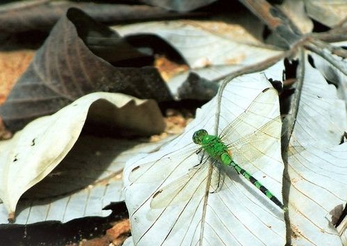 Fotogalerie - amazonská inspirace pro Jumaroro