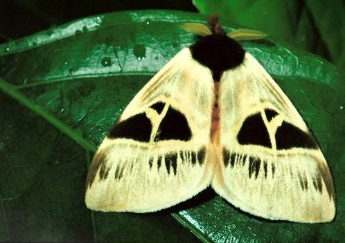 Fotogalerie - amazonská inspirace pro Jumaroro