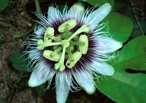 Fotogalerie - amazonská inspirace pro Jumaroro