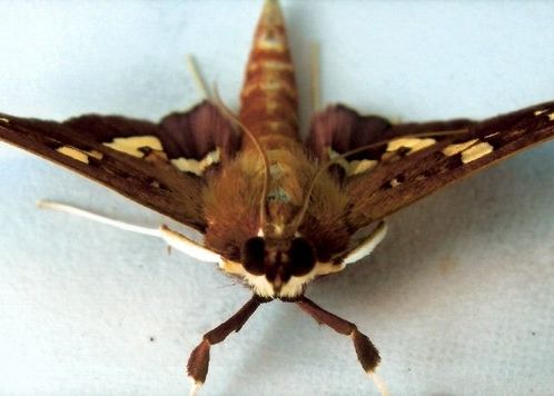 Fotogalerie - amazonská inspirace pro Jumaroro