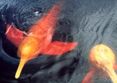 Fotogalerie - amazonská inspirace pro Jumaroro