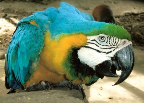 Fotogalerie - amazonská inspirace pro Jumaroro