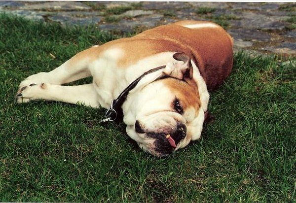 Zástupce výše nespecifikované kategorie Chlupatec č. 1 Max