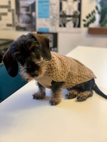 Zástupce výše nespecifikované kategorie Chlupatec č. 3 Toníček